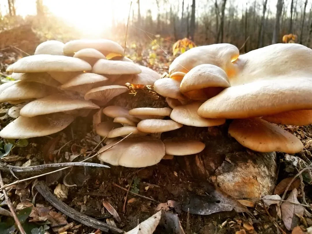 Red Coach Resort & RV Park