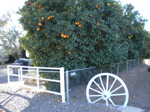 Green & Lush Rv Park