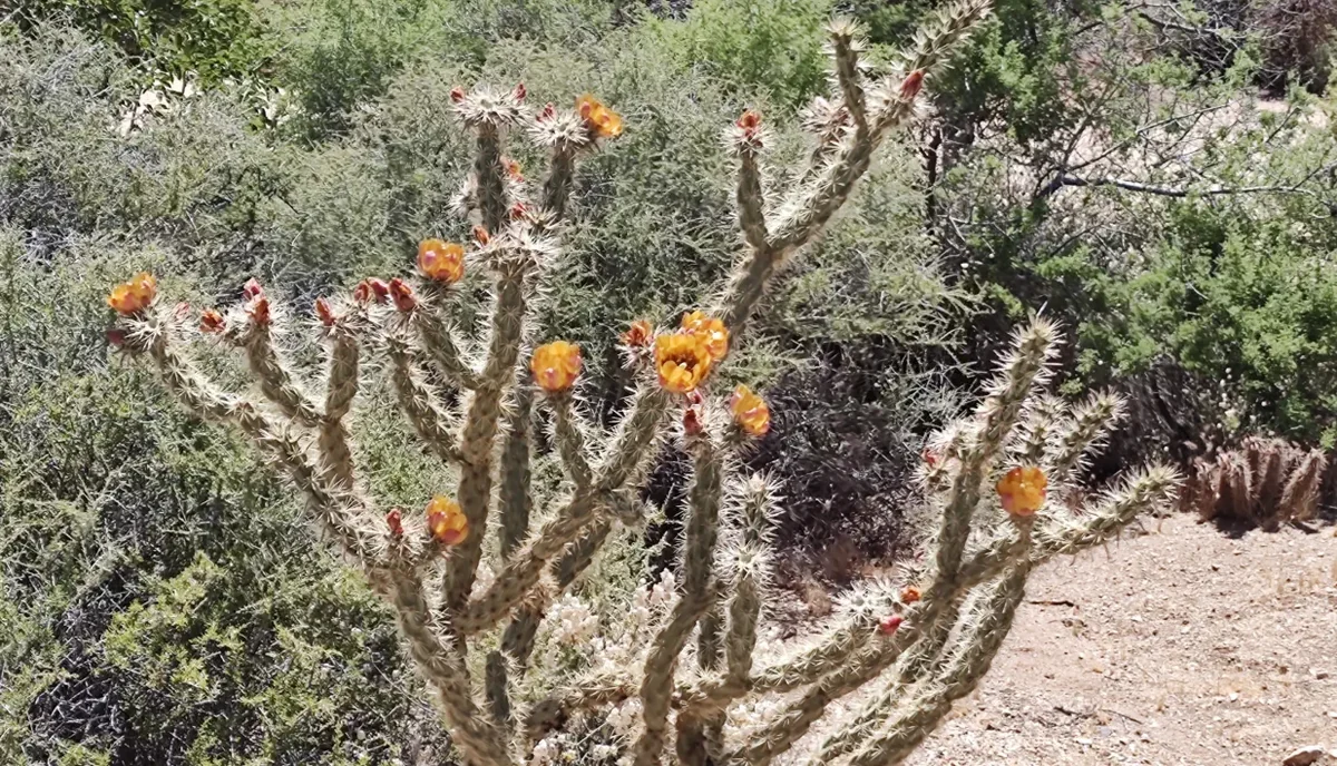 Chloride Western Rv Park