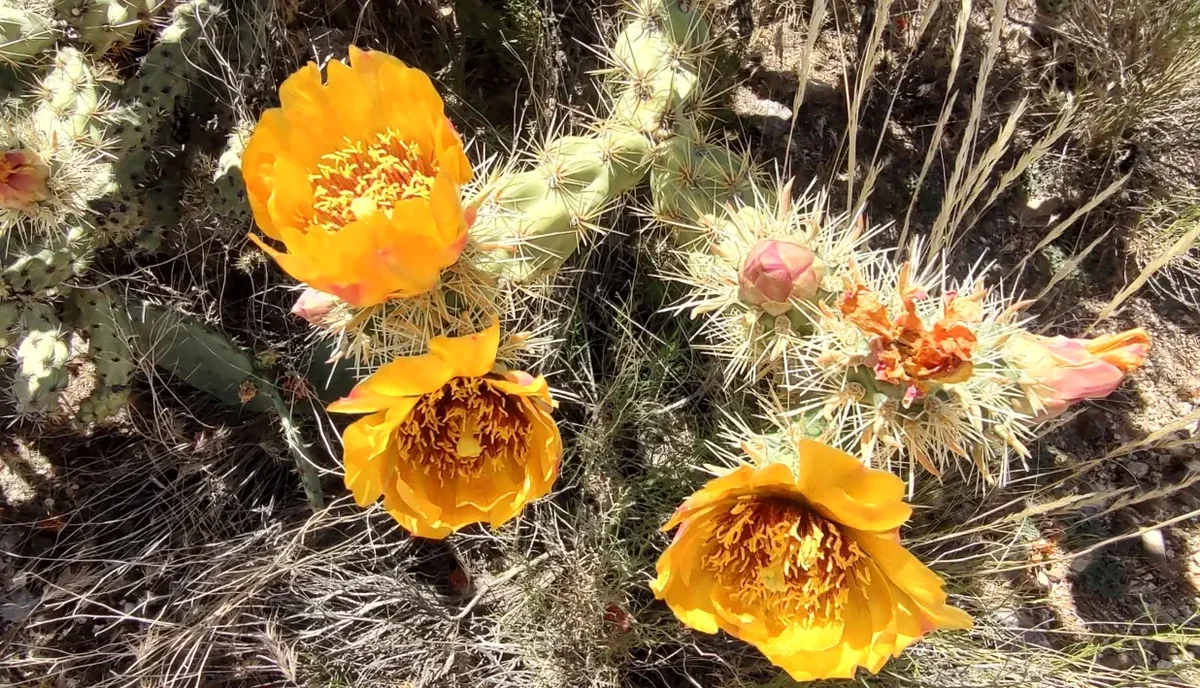 Chloride Western Rv Park