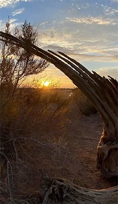 Las Colinas Rv Resort