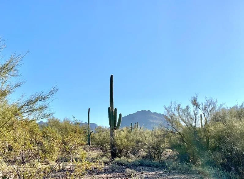 Desert Trails Rv Park