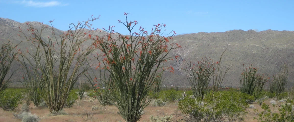 Leapin' Lizard Rv Ranch