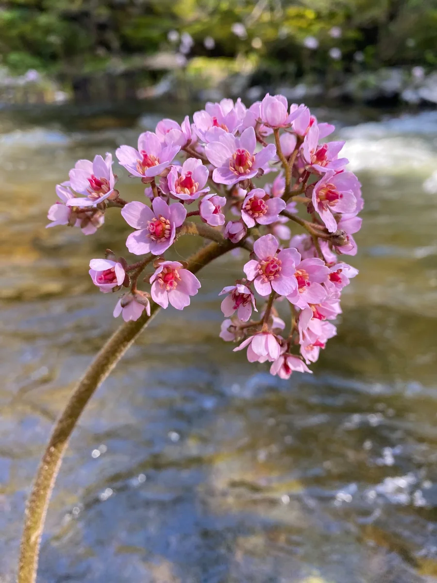 Railroad Park Resort