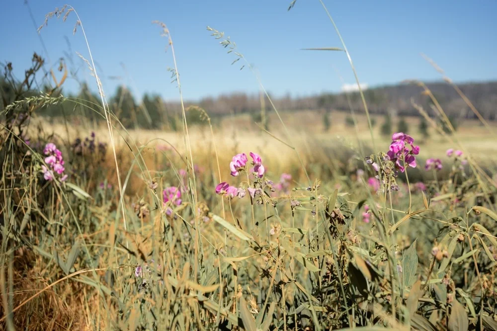Leoni Meadows Campgrounds