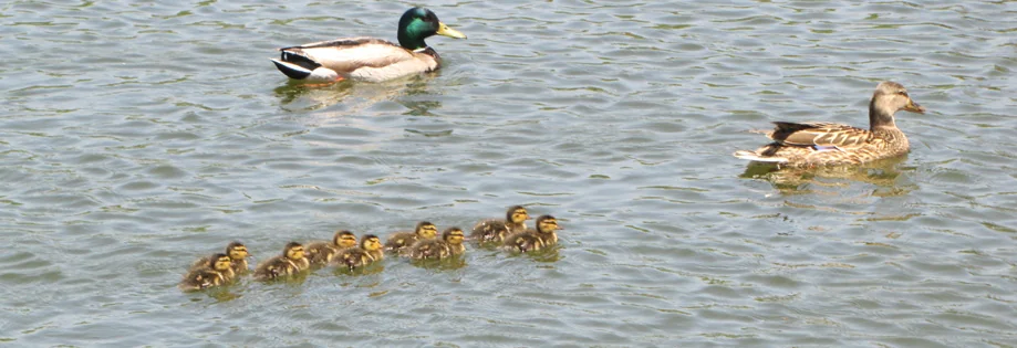 Tucalota Springs Rv Park