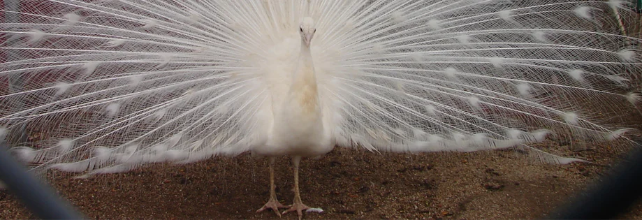 Tucalota Springs Rv Park