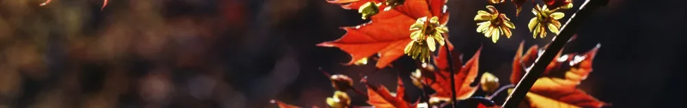 Mariposa Fairgrounds