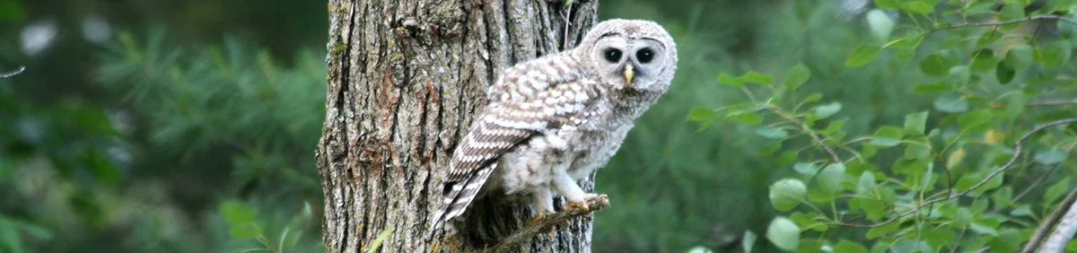 Eagle''s Nest Resort