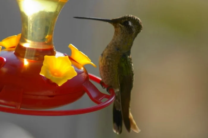 Monarch Spur Rv Park