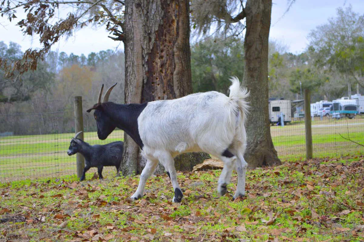 Travelers Campground