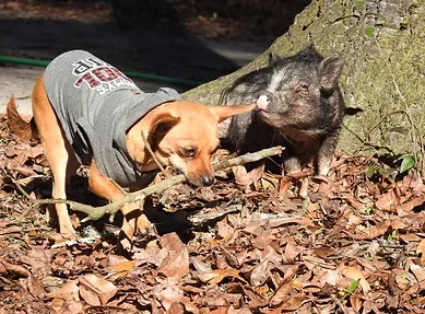 Ichetucknee Springs Campground