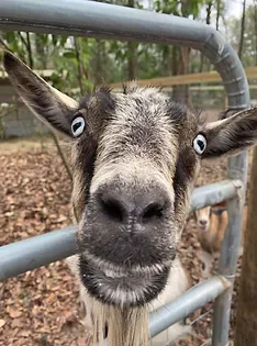 Ichetucknee Springs Campground