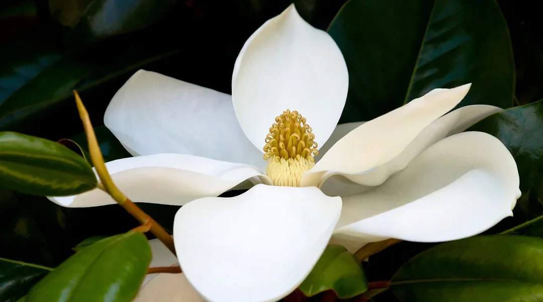 Magnolia Hotel Group