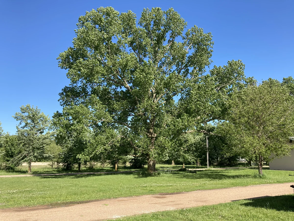 Cottonwood Grove Campground