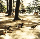 Cathedral Pines Camp Ground