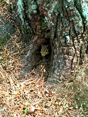 Stadig Mobile Park & Campgrnd