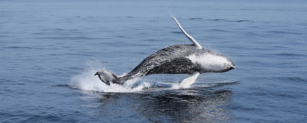 Shady Knoll Campground