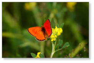 Oakwoods Trails Campground