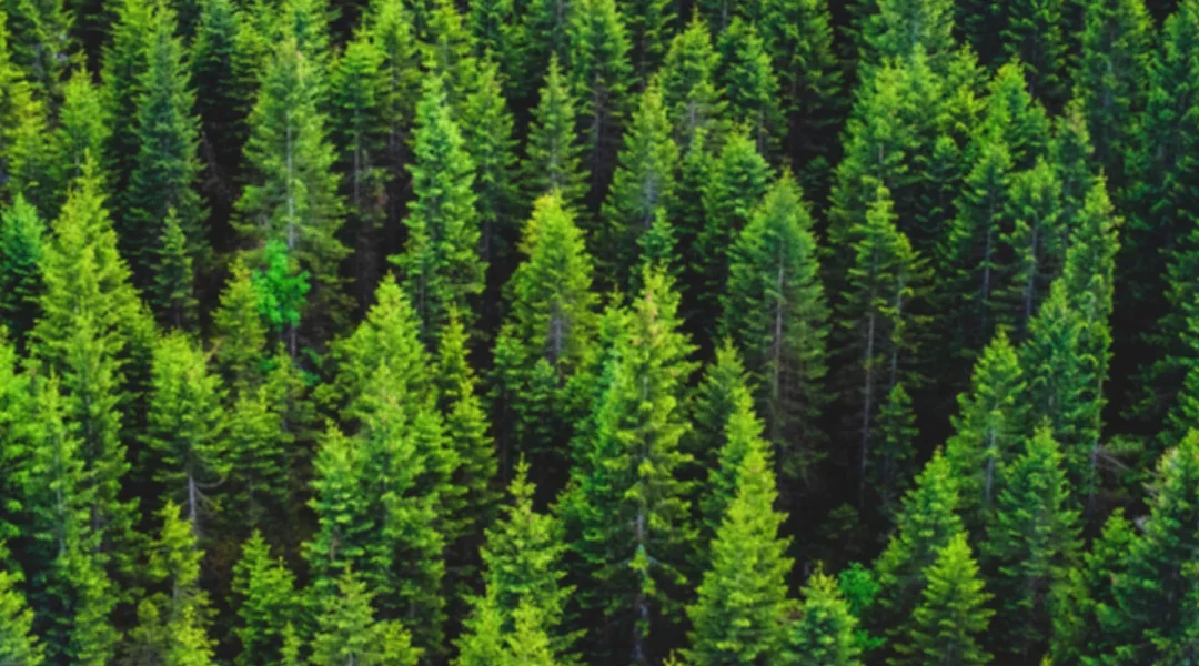 Birch Lake Rv Park-campground