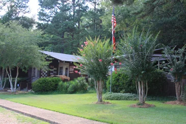 Mississippi Petrified Forest