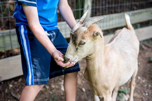 Whippoorwill Lake Campground