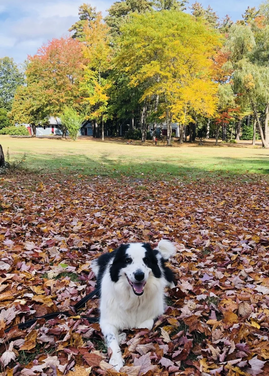 Green Gate Camping Area & Hall