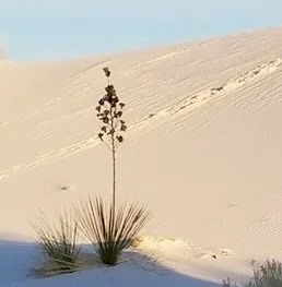 El Paso West Rv Park