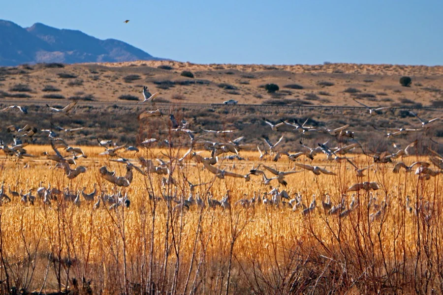 Kiva Rv Park & Horse Motel