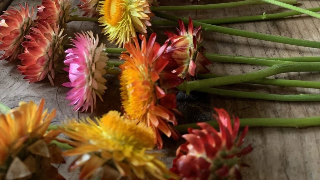 Genesee Country Campground