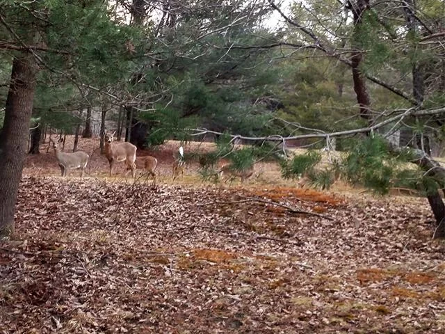 Pine Valley Campgrounds