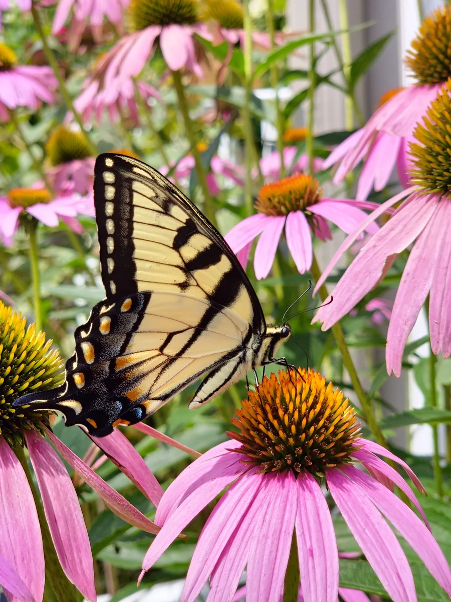 Wolfie's Family Kamping