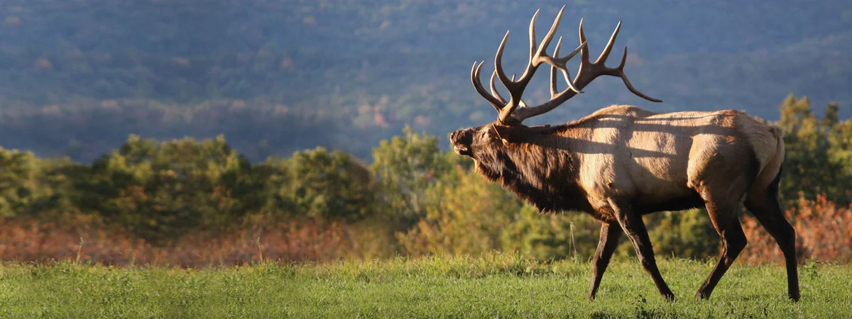 Austin Campground-nelson Run