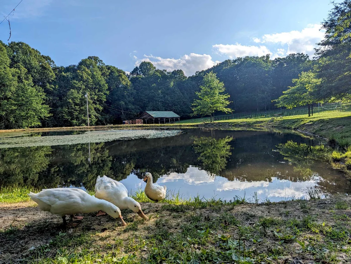 Benner's Meadow Run Camp Grnds