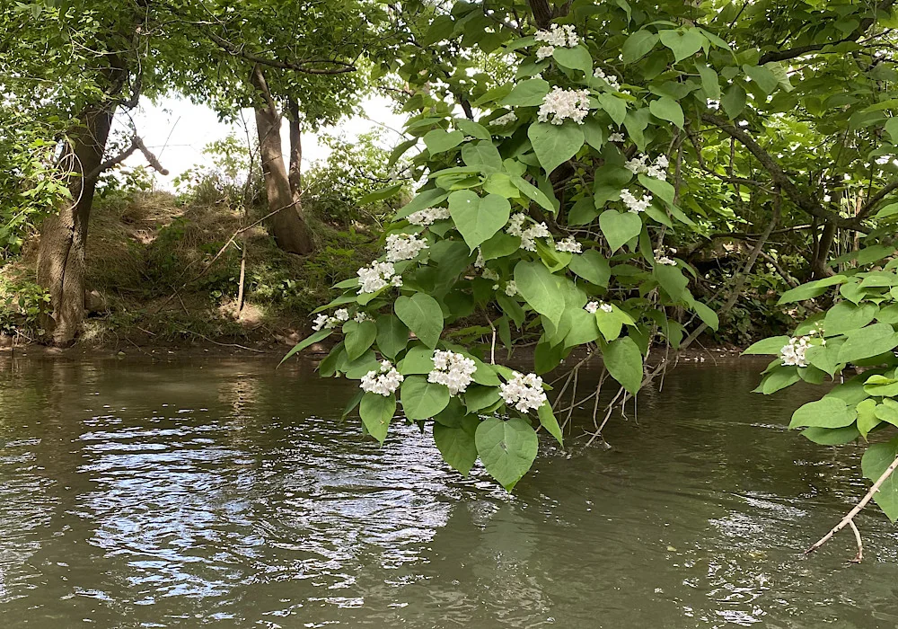 Mill Bridge Vlg & Ml Bridge