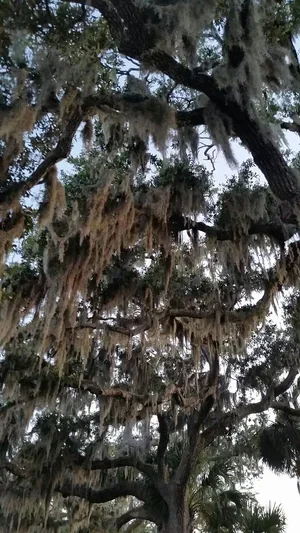 Hilton Head Harbor Rv Resort