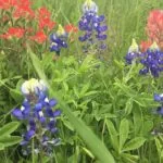 Silver Creek RV Resort TX