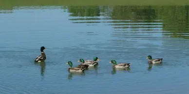 Stoney Creek Resort & Campgrnd