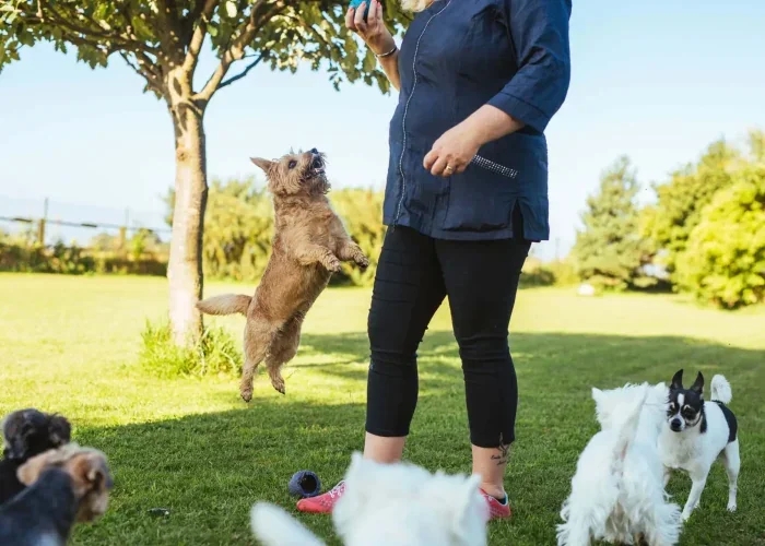 Spacious Skies Shenandoah Views