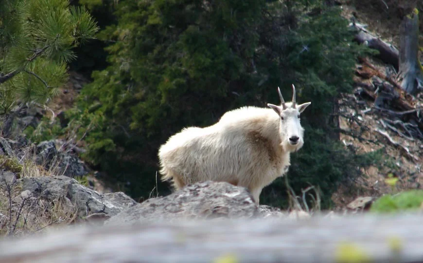 Yakama Indian Nation