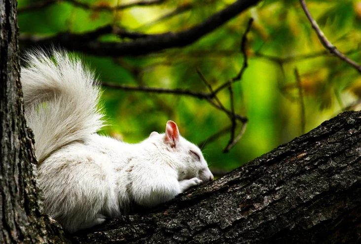 Lake Arrowhead Campground