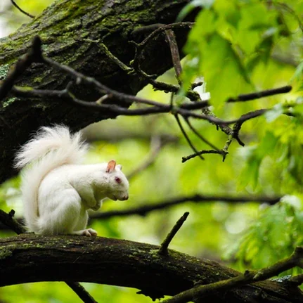 Lake Arrowhead Campground