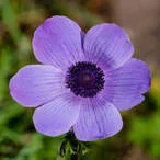 Scenic View Campground